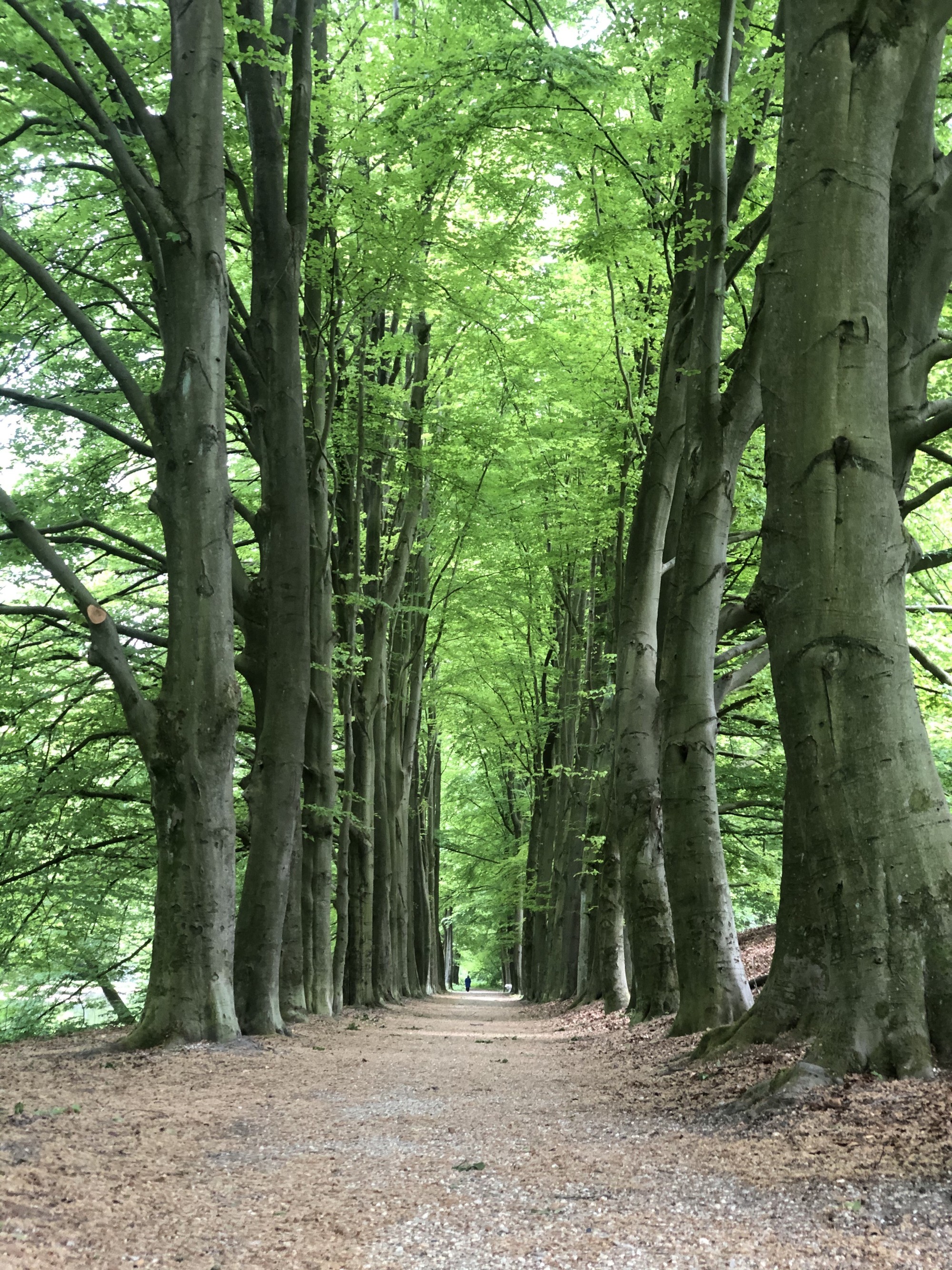 Energiek en veerkrachtig in het leven staan